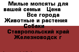 Милые мопсяты для вашей семьи › Цена ­ 20 000 - Все города Животные и растения » Собаки   . Ставропольский край,Железноводск г.